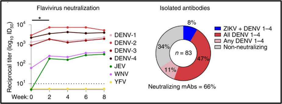 ZPIV vaccination boosts pre-existing immunity and elicits cross-neutralizing antibodies in a flavivirus-experienced individual