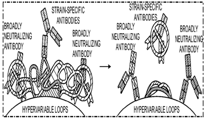 Text Box: Fig. 1 Schematic path to the elicitation of broadly neutralizing antibodies with multiple founder variants.