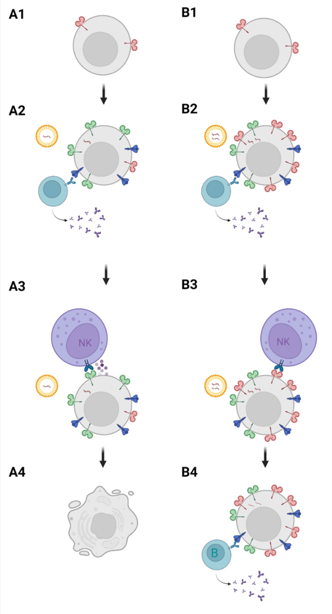 A diagram of a cell
